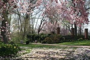Magnolia tree in spring garden