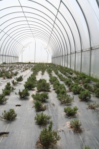 Koinonia Organic Farm greenhouse with rosemary