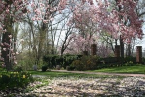 Magnolia tree at Gramercy Mansion