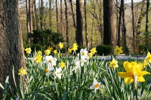 Daffodils at Gramercy Mansion