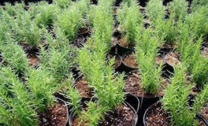 Green organic herbs in a black pot with brown soil.