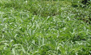 Koinonia Farm Mint and Basil