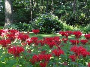 June garden jacob astor monarda