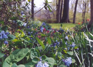 May gardens Virginia bluebell