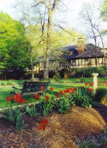 Front Tulips April garden