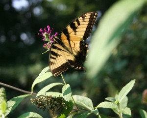Garden Monarch butterfly